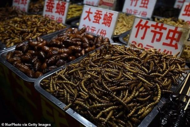 Famous Chinese Insect Street Food Reopens – Weird World Wire